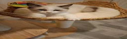 Ragdoll cats for sale: Ready active kittens Champion status Dad - Advert 11