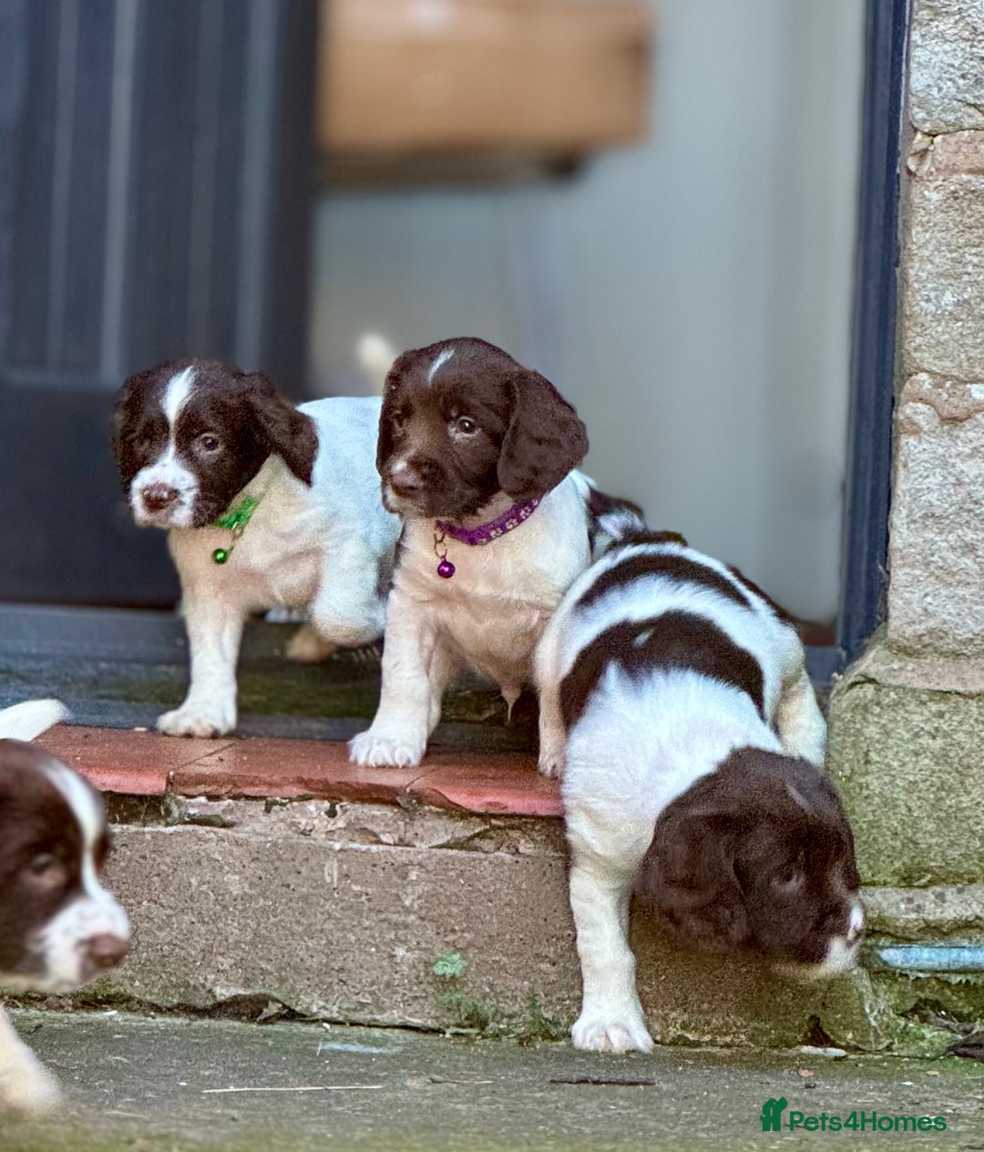 English Springer Spaniel dogs for sale: Beautifully marked, kc registered, legally docked. - Advert 4