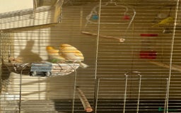 Canaries birds for sale: Mosaic Canary - Image 6