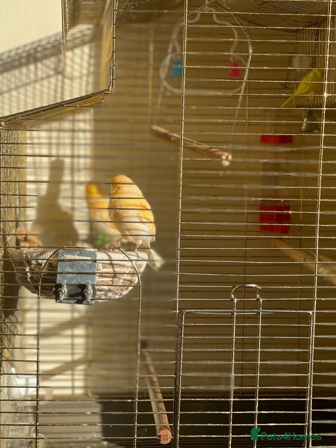 Canaries birds for sale: Mosaic Canary - Image 6