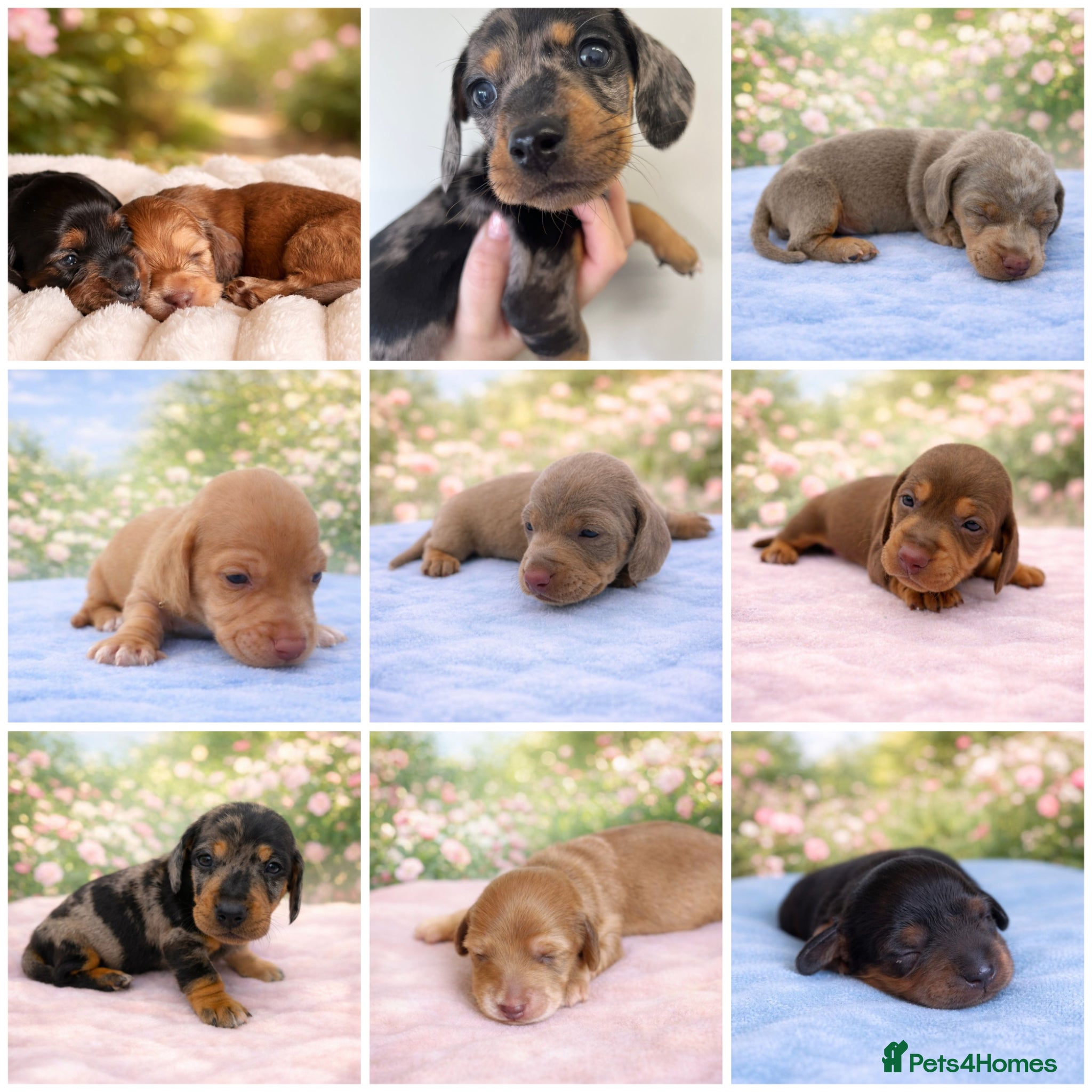Miniature Dachshund dogs KC Registered! READY TO LEAVE THURSDAY  4/4 - Advert 1
