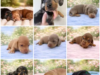 Miniature Dachshund dogs KC Registered! READY TO LEAVE THURSDAY 4/4 - Advert 1