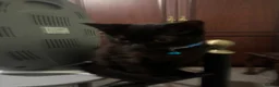 British Shorthair cats for sale: Black kitten - Advert 2