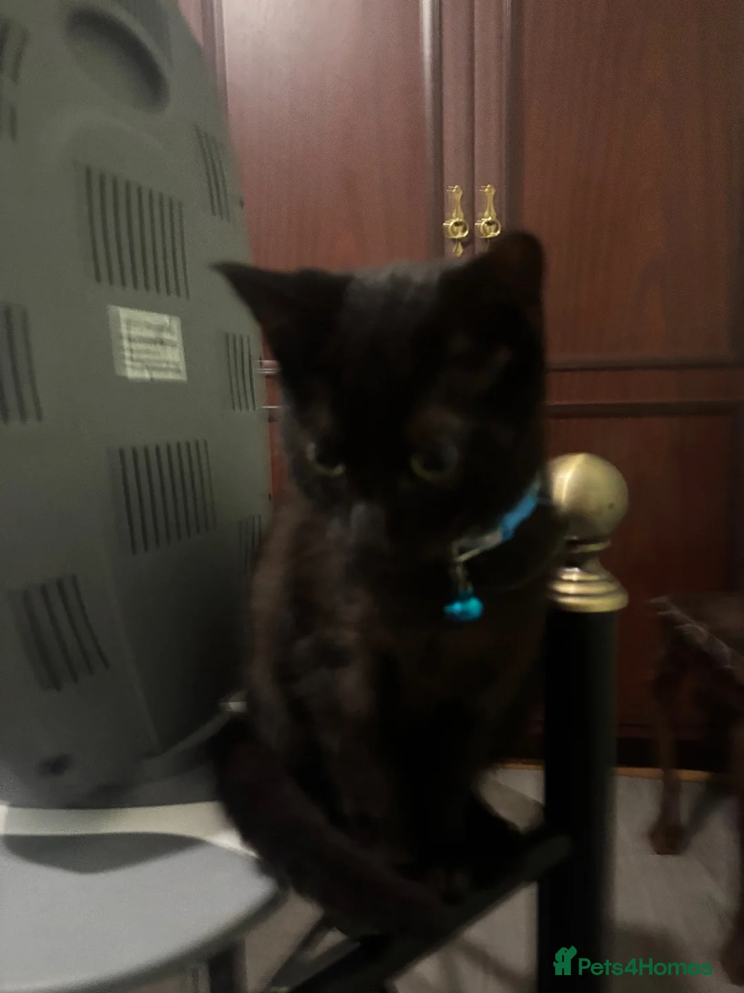 British Shorthair cats for sale: Black kitten - Advert 2