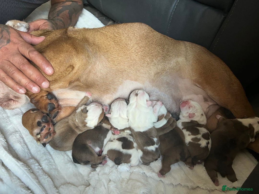 English Bulldog dogs for stud: Gold 🥇Health Tested KC registered Boy in Newport - Advert 7