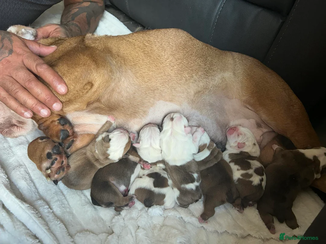English Bulldog dogs for stud: Gold 🥇Health Tested KC registered Boy in Newport - Advert 7