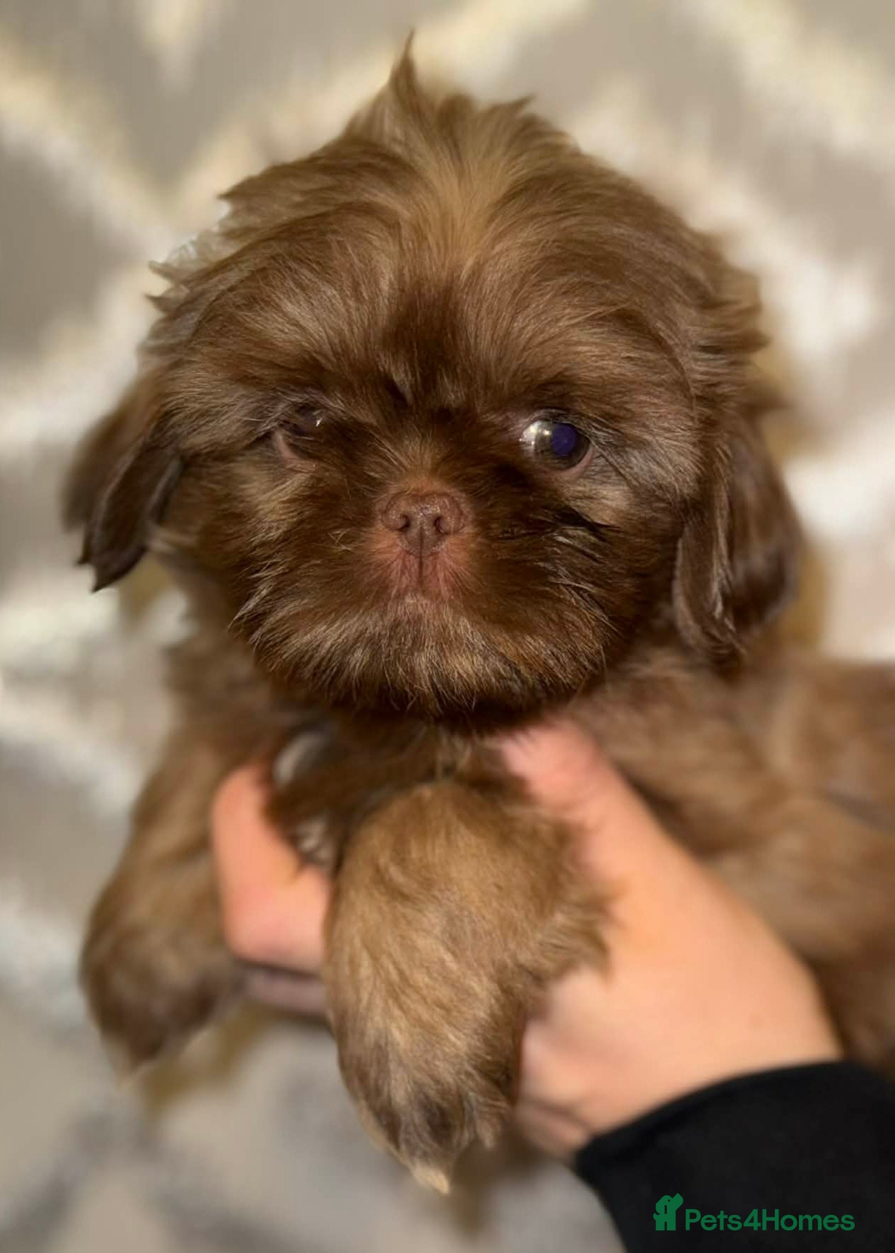 Shih Tzu dogs One boy Left  - Advert 13