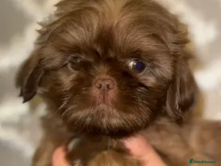 Shih Tzu dogs One boy Left - Advert 13