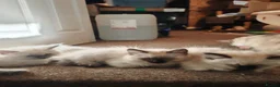Ragdoll cats for sale: 3 beautiful Ragdoll boys ready forr new homes - Advert 14