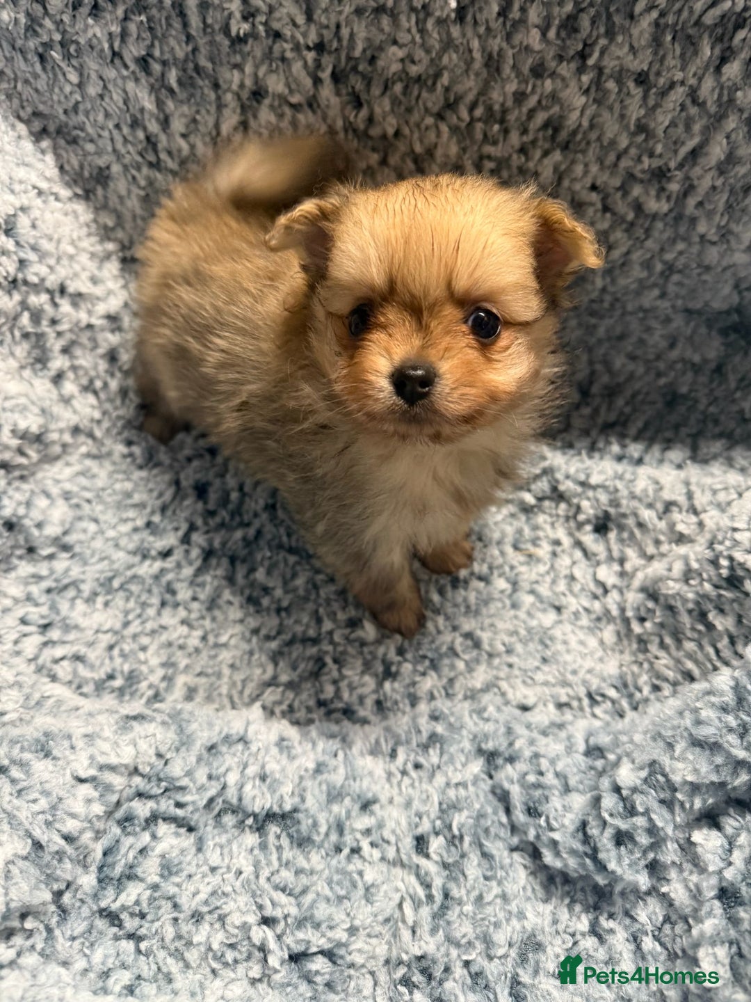 Pomeranian dogs for sale: Puppies Ready for new homes  - Advert 3
