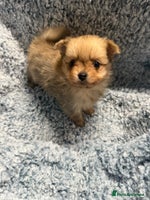 Pomeranian dogs Puppies Ready for new homes - Advert 3