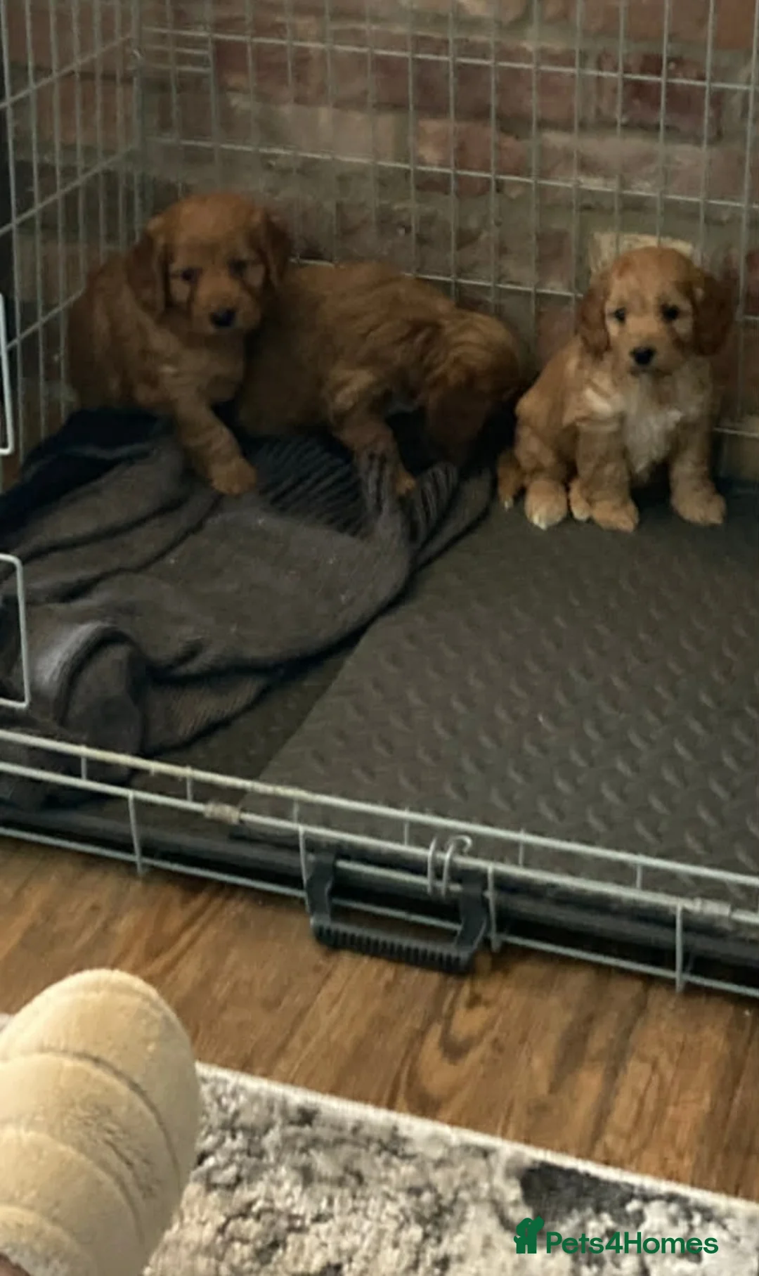 Cockapoo dogs for sale: Cockapoo puppies  - Advert 8