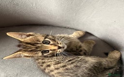 Maine Coon cats for sale: Maincoon mixed bengal kittens - Image 5