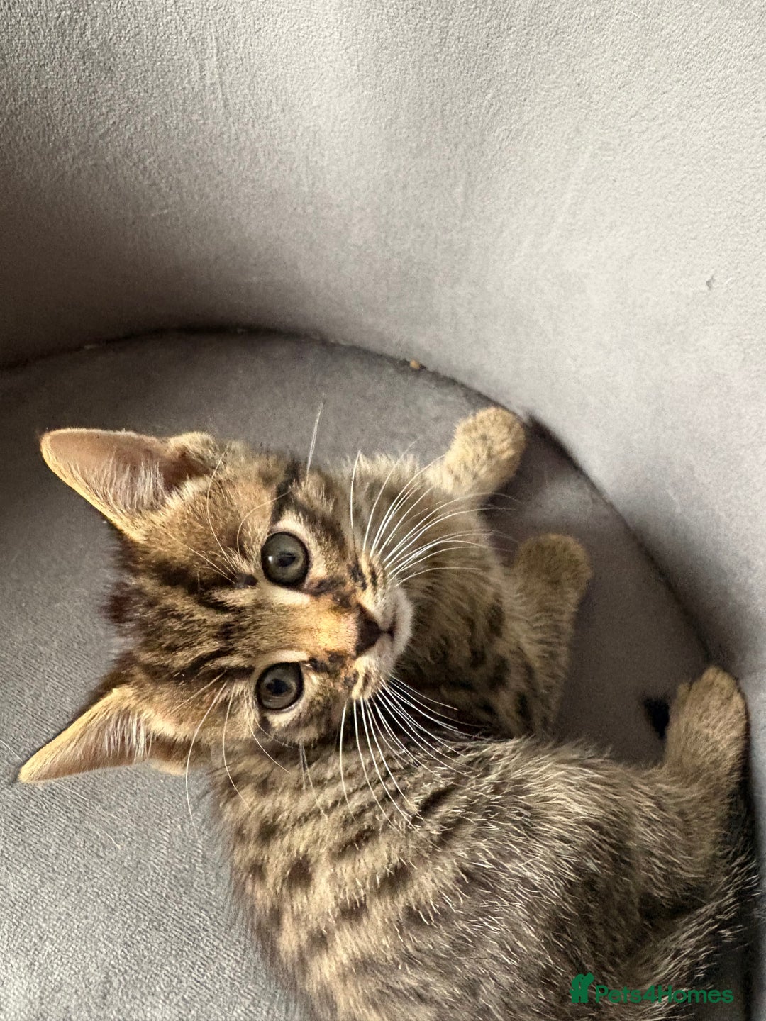 Maine Coon cats for sale: Maincoon mixed bengal kittens - Image 5