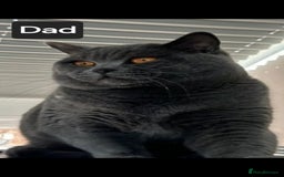British Shorthair cats for sale: British Shorthair Kittens  - Image 7