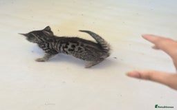 Mixed Breed cats for sale: Kittens for sale - Image 3