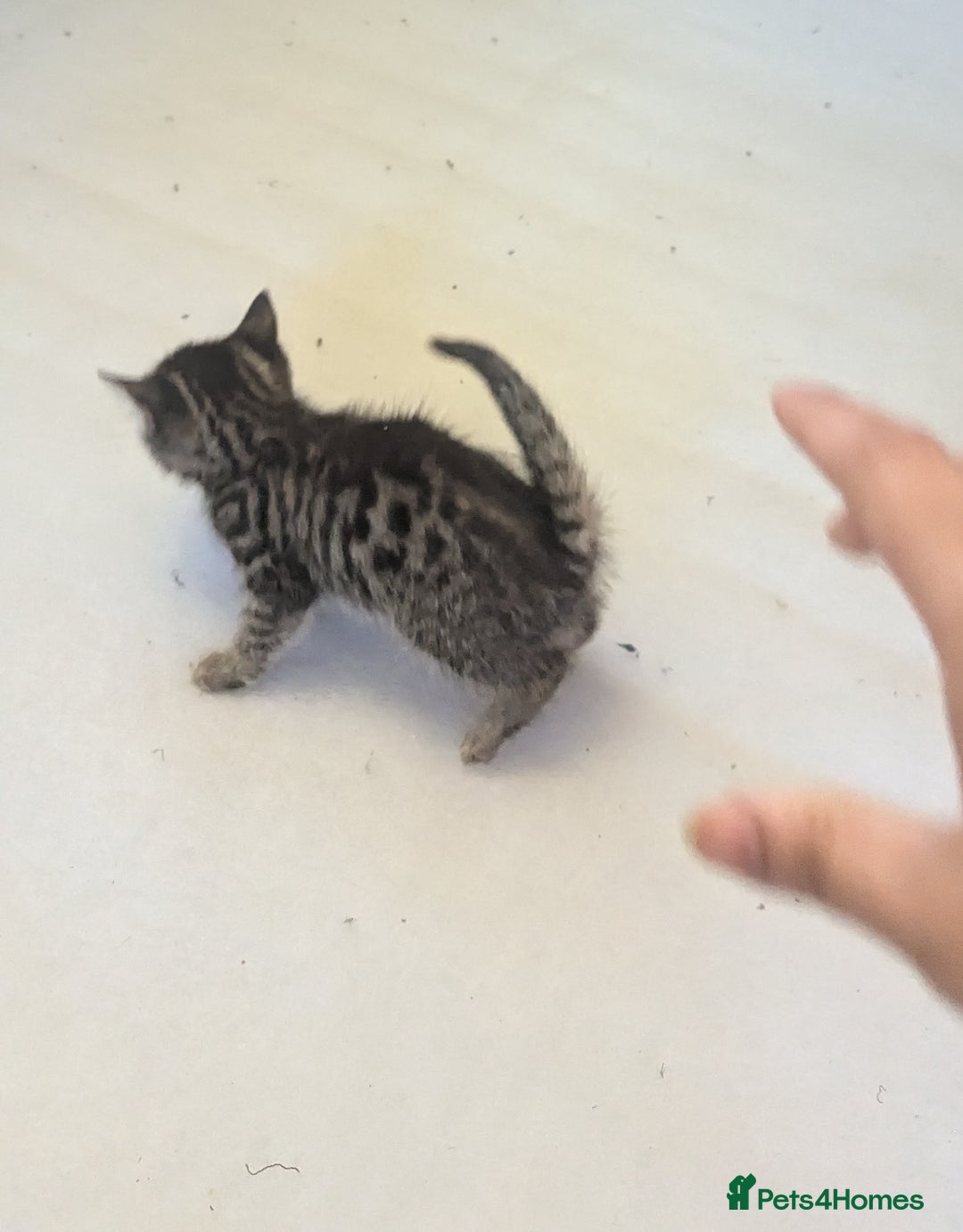 Mixed Breed cats for sale: Kittens for sale - Image 3