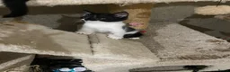 Scottish Fold cats for sale: Scottish fold cross for sale  - Advert 22