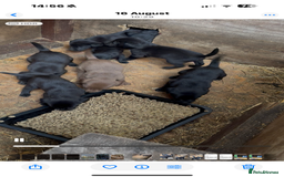 Labrador Retriever dogs for sale: Outstanding DRAKESHEAD working Labrador Puppies  - Image 9
