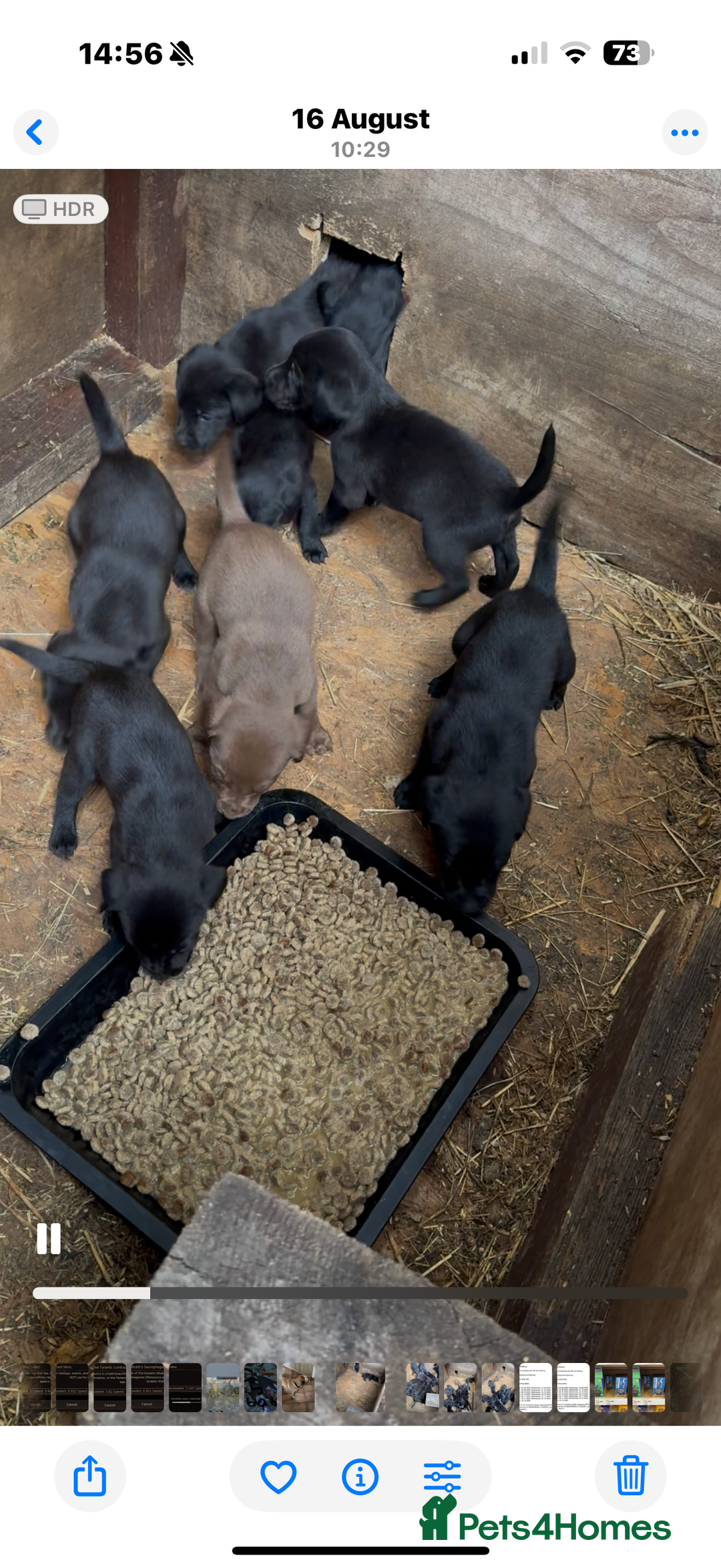 Labrador Retriever dogs for sale: Outstanding DRAKESHEAD working Labrador Puppies  - Image 9
