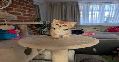 Scottish Fold cats - Advert 11