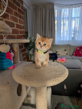 Scottish Fold cats - Advert 13