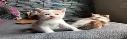 British Shorthair cats for sale: 4 beautiful kittens in Sheffield - Advert 9