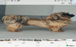 Shih Tzu dogs for sale: Shih Tzu  - Image 7