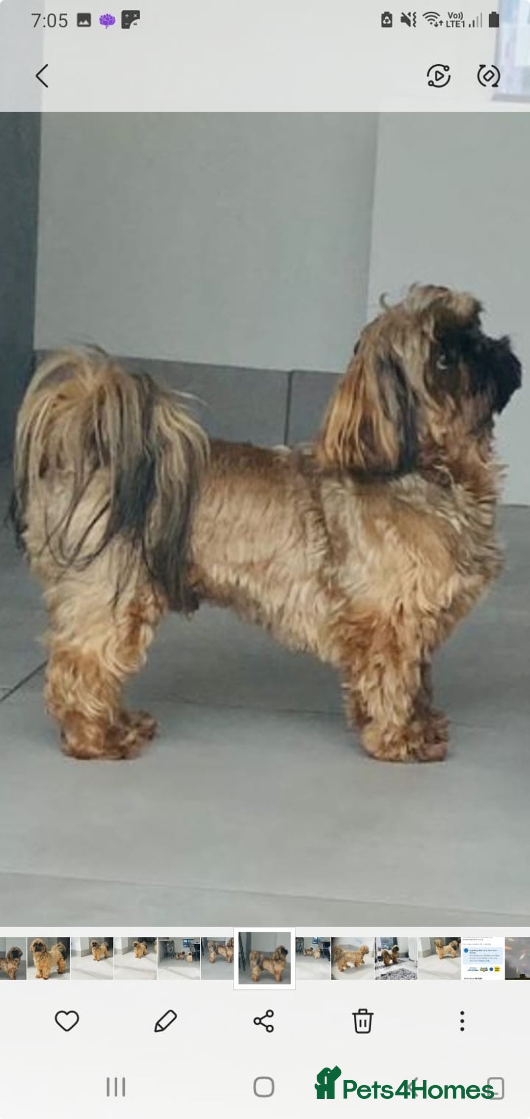 Shih Tzu dogs for sale: Shih Tzu  - Image 7