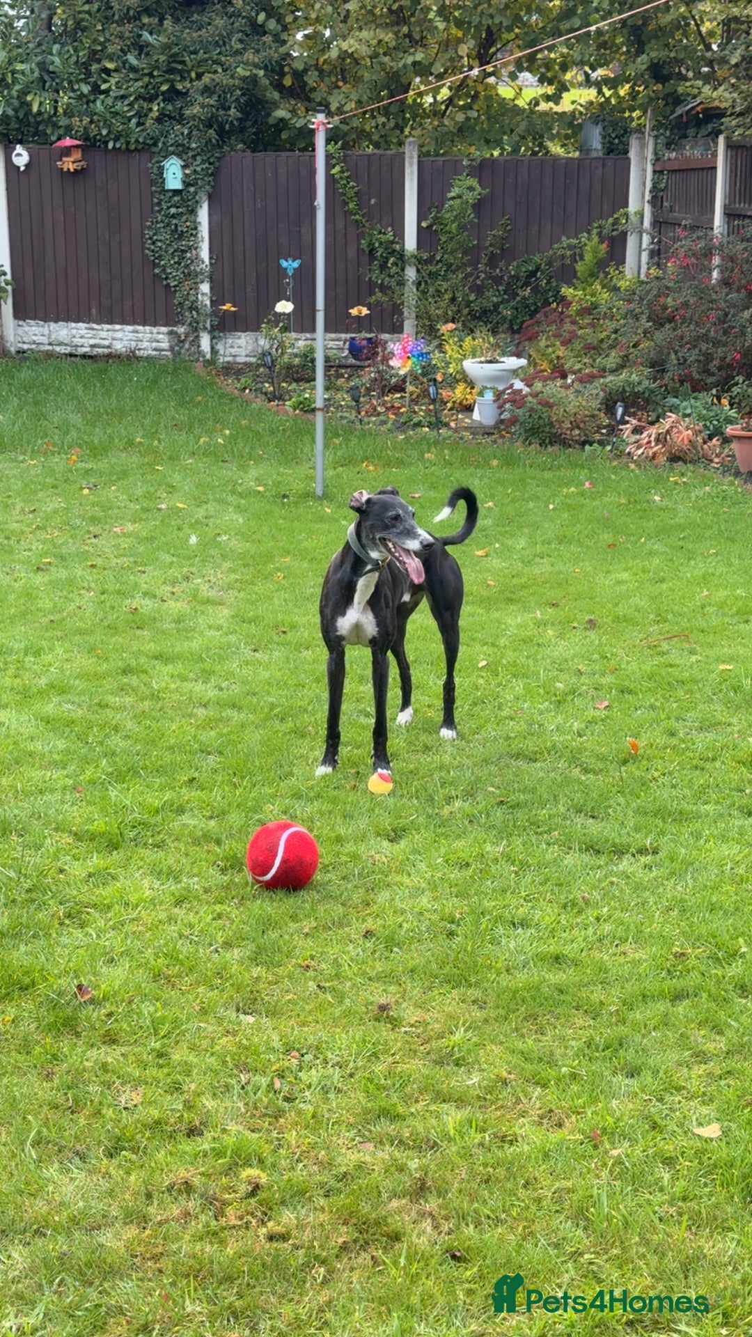 Greyhound dogs for sale: Greyhound for sale  - Image 2