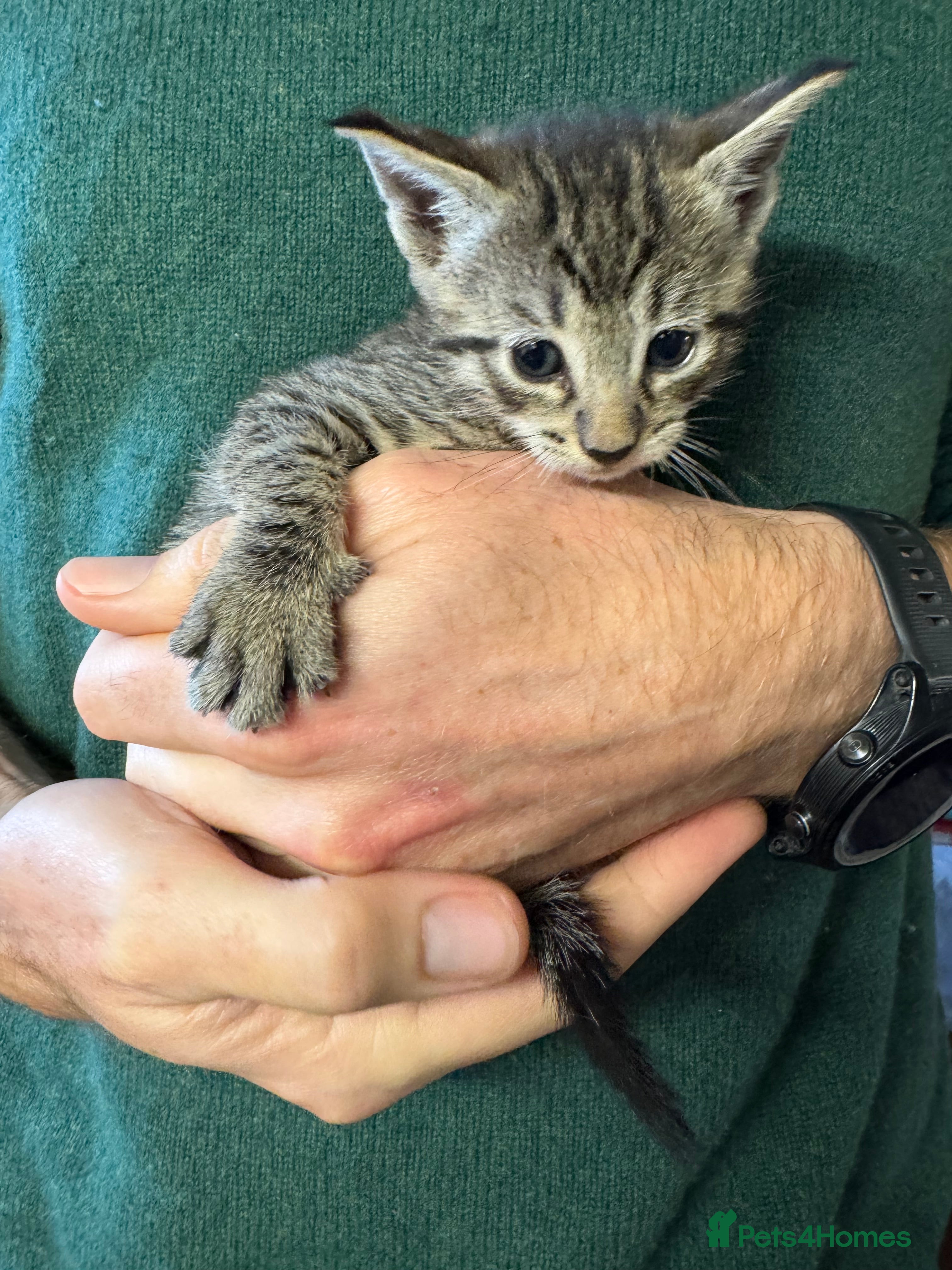 Mixed Breed cats for sale: Gorgeous Savannah kittens  - Advert 2