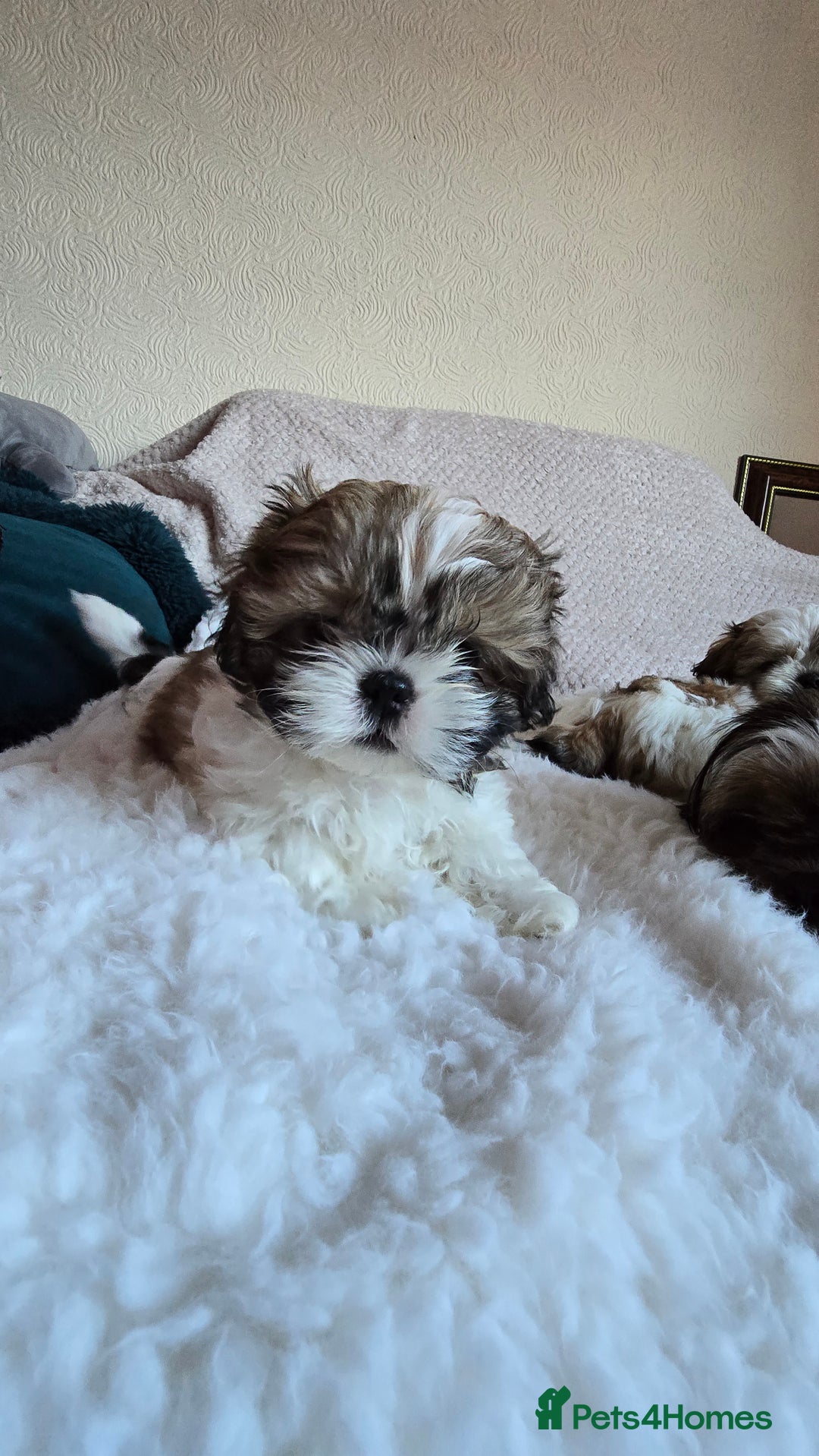 Shih Tzu dogs for sale: Two Shih Tzu female - Advert 9