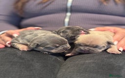 French Bulldog dogs for sale: Well bred French Bulldog Puppies  - Image 16