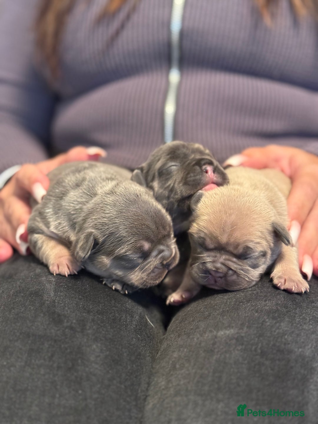 French Bulldog dogs for sale: Well bred French Bulldog Puppies  - Image 16