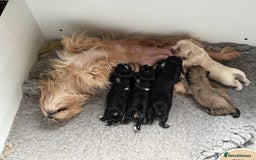 Mixed Breed dogs for sale: Fluffy Lhasa X Puppies – Family Raised! - Image 15