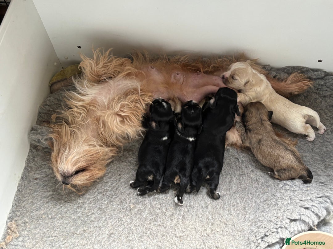 Mixed Breed dogs for sale: Fluffy Lhasa X Puppies – Family Raised! - Image 15
