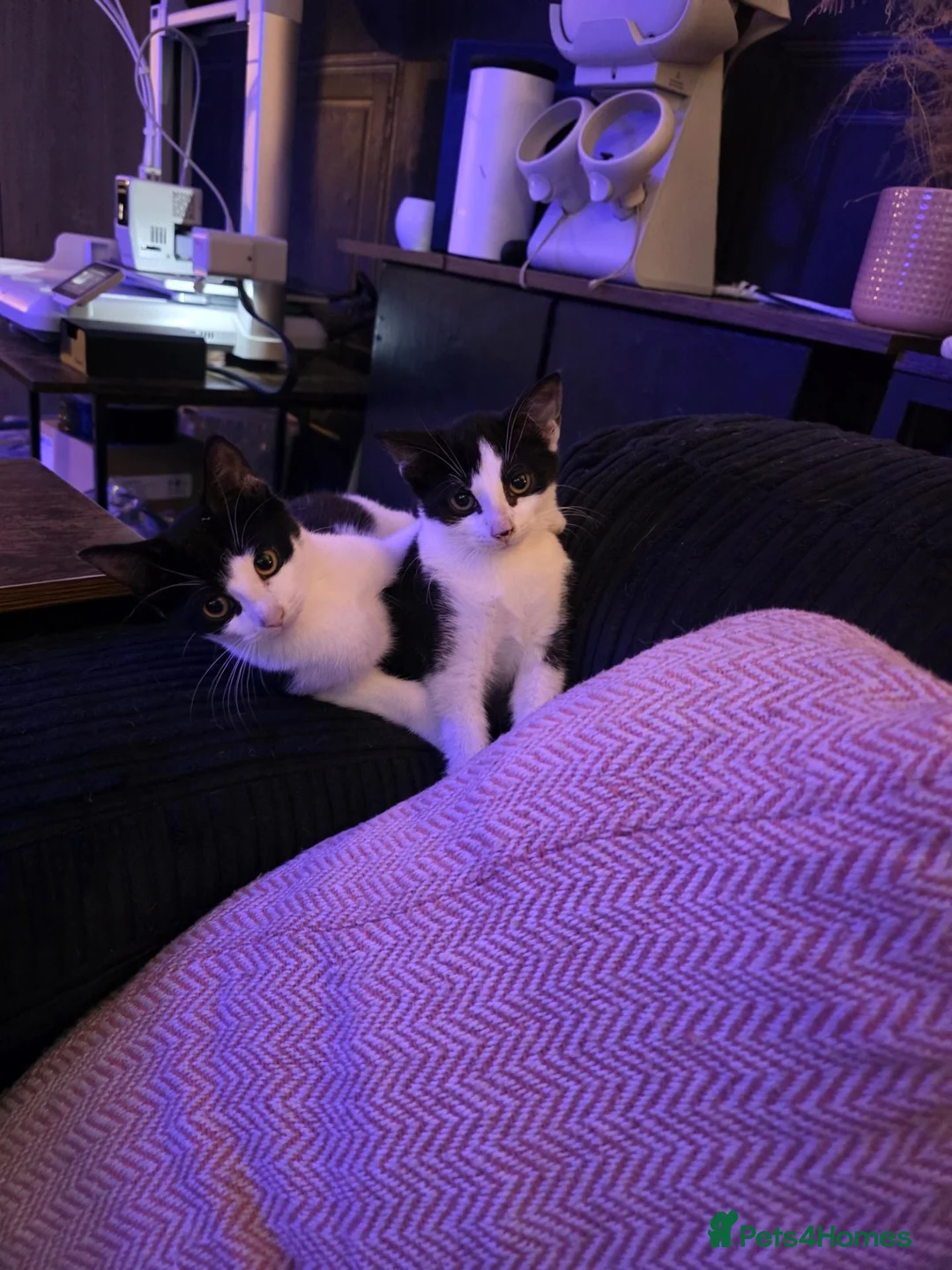 Mixed Breed cats for sale: 2 black and white Male kittens - Advert 1