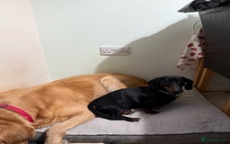 Miniature Dachshund dogs for sale: Energetic 2 year old minature dachshund  - Image 9