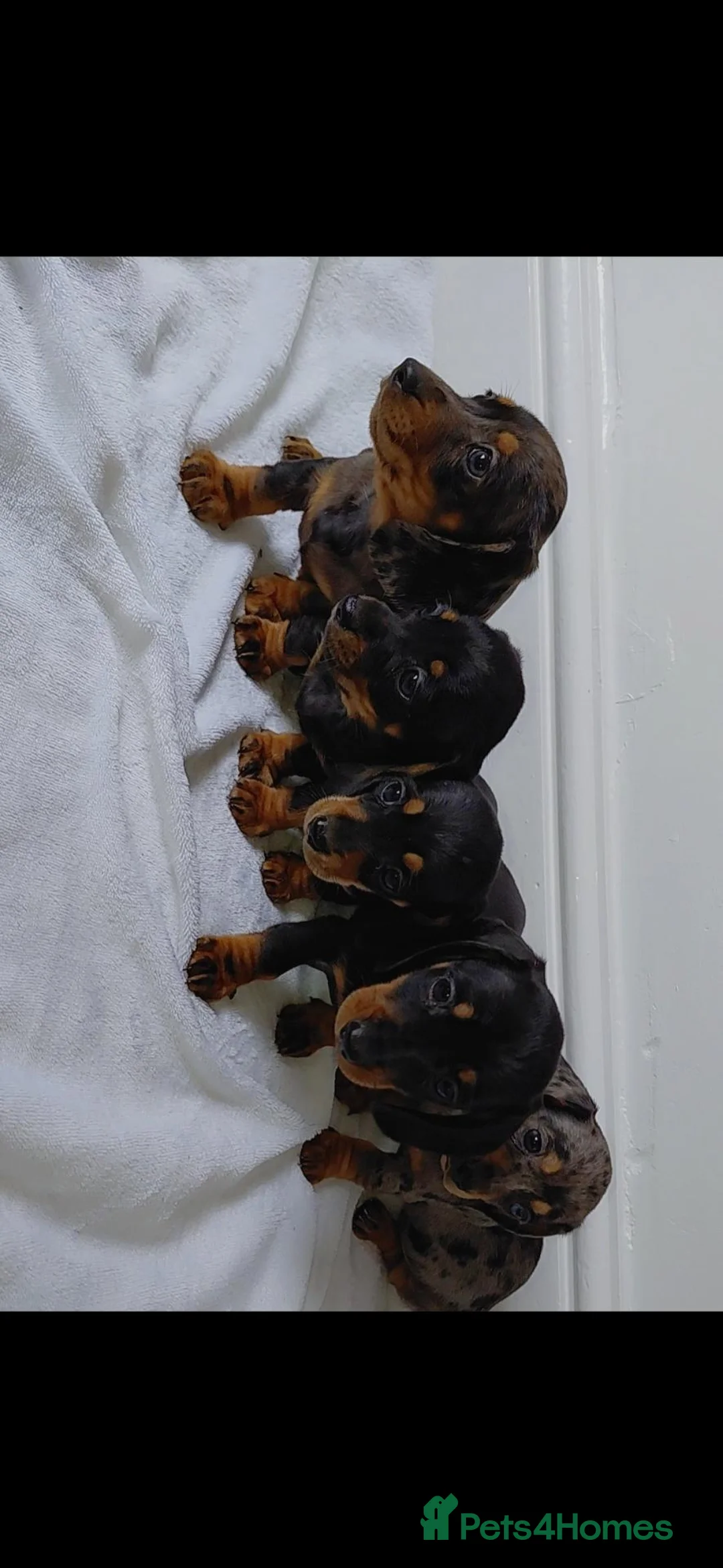 Miniature Dachshund dogs for sale: miniature dachshund - Advert 8