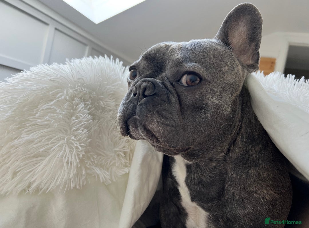 French Bulldog dogs for adoption: Rehoming gorgeous French bulldog - Advert 6