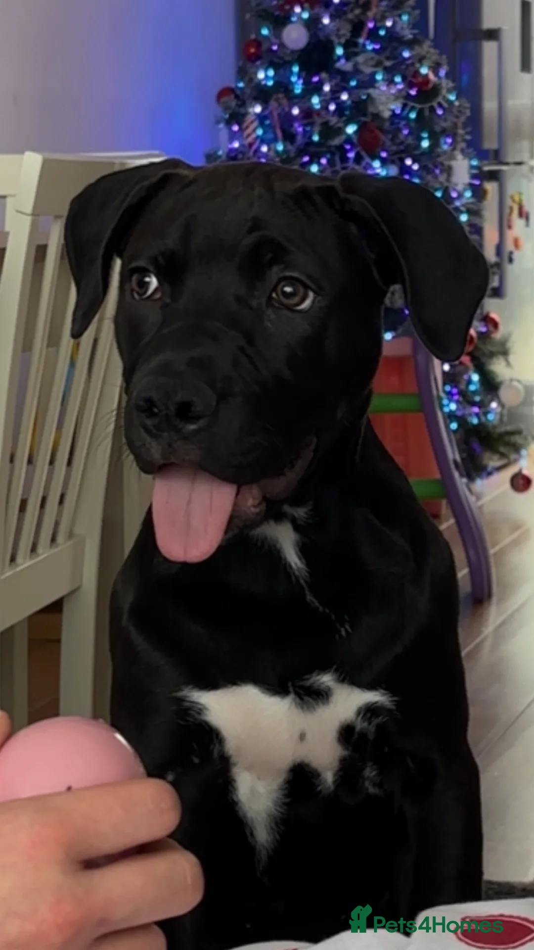 Mixed Breed dogs for sale: Staffy x presa canario  - Advert 4