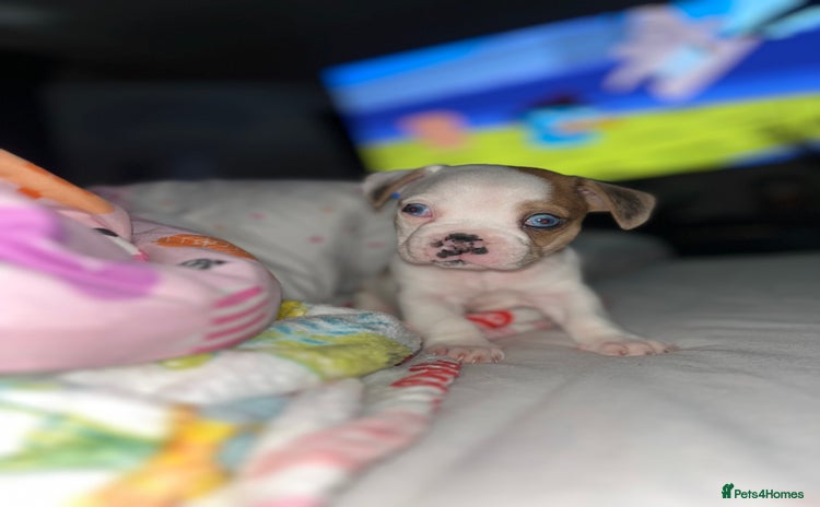 Mixed Breed dogs - Advert 1