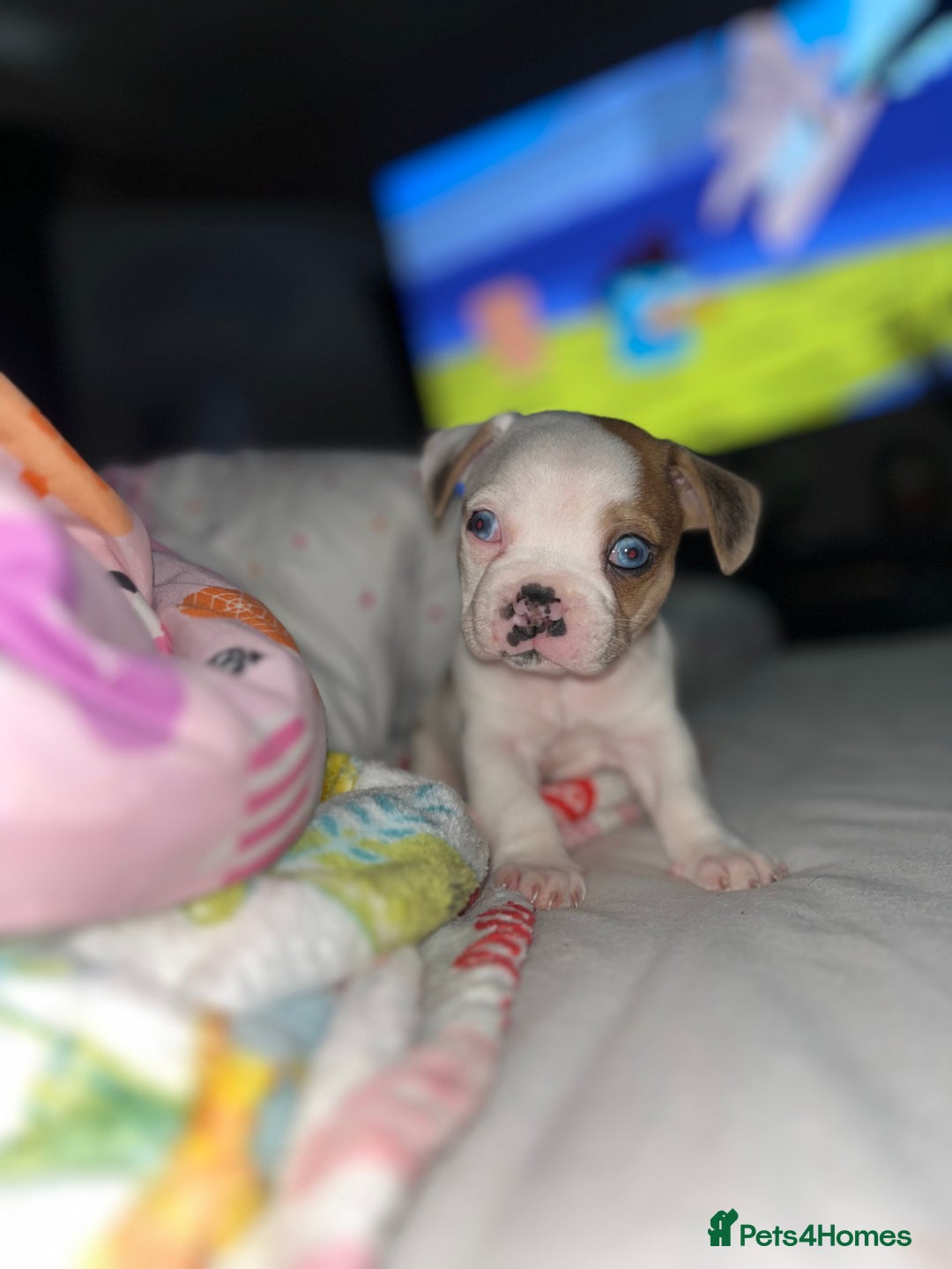 Mixed Breed dogs for sale: BLUE EYE FRUG/ JUG PUPPIES  - Image 1