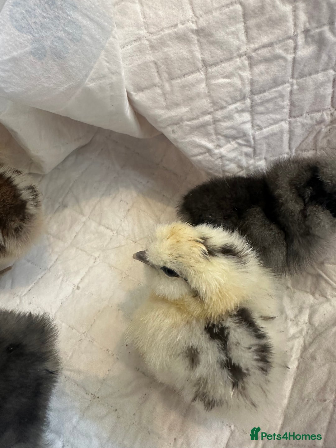 Chickens poultry for sale: Unsexed silkies chicks mixed colours  - Image 6