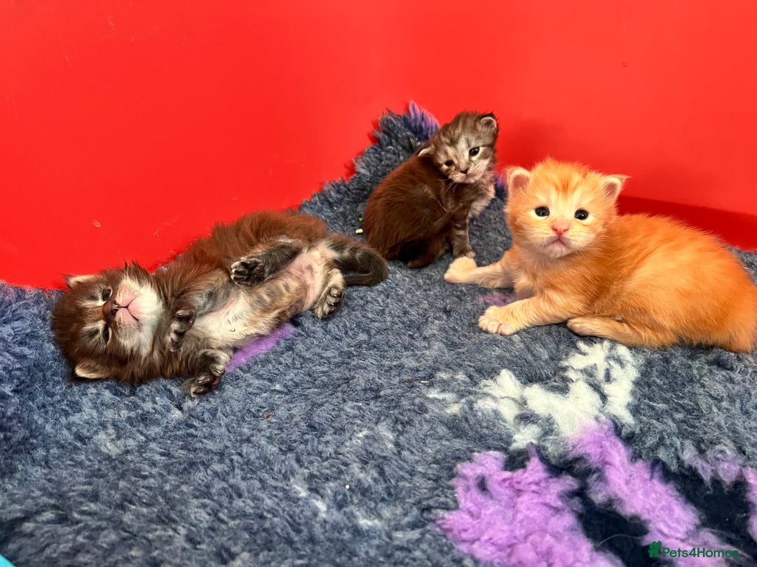Maine Coon cats for sale: Polydactyl Maine Coon Kittens! - Advert 18