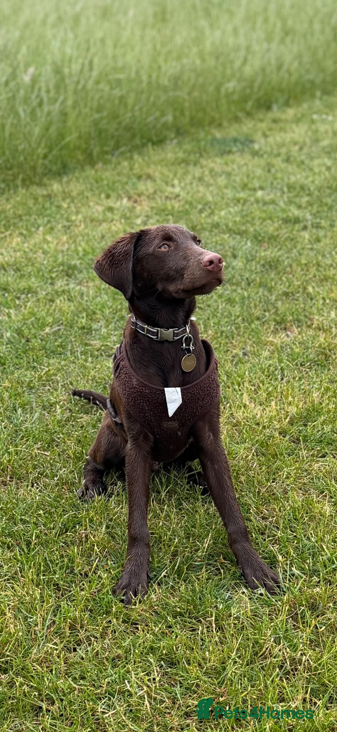 Labrador Retriever dogs for sale: Beautiful Chocolate Labrador Puppy – 7 Months - Advert 2