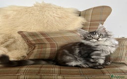 Maine Coon cats for sale: ⭐️Beautiful Maine Coon Kittens⭐️ - Image 4
