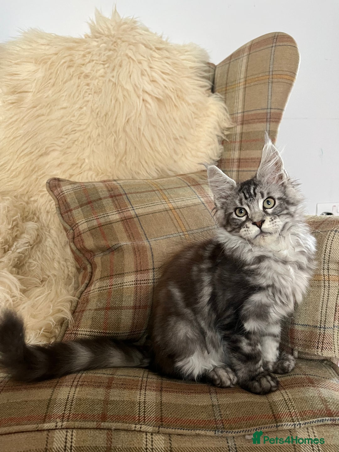 Maine Coon cats for sale: ⭐️Beautiful Maine Coon Kittens⭐️ - Image 4