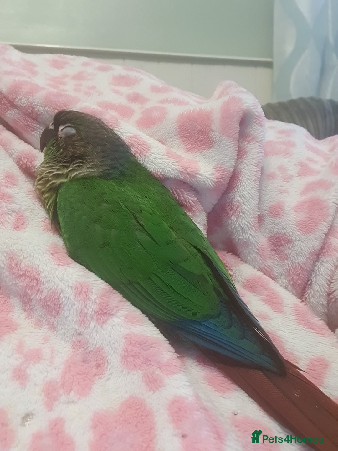 Conures birds for sale: Handreared conures - Image 12