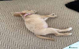 Mixed Breed dogs for sale: Rumi (French bulldog/cockpoo mix breed - Image 2
